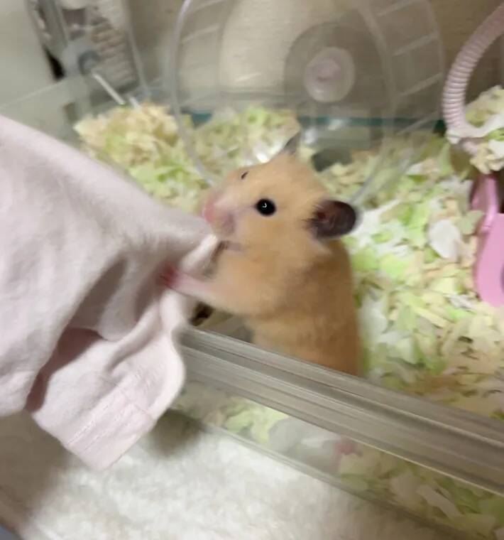 『部屋んぽ』が物足りない？　ケージに入れられたハムスターが取った行動に「かわいすぎる」