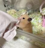 「『部屋んぽ』が物足りない？　ケージに入れられたハムスターが取った行動に「かわいすぎる」」の画像2