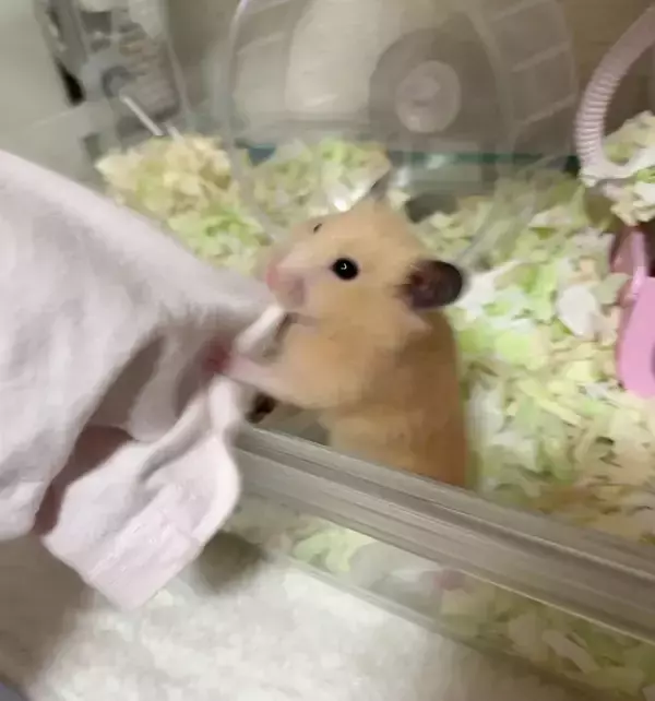 「『部屋んぽ』が物足りない？　ケージに入れられたハムスターが取った行動に「かわいすぎる」」の画像