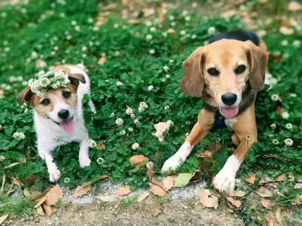 犬同士が見せた寝転び作戦　シンクロ姿に「予想外」「癒やされた」【散歩中の行動4選】
