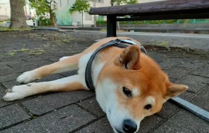 犬同士が見せた寝転び作戦　シンクロ姿に「予想外」「癒やされた」【散歩中の行動4選】