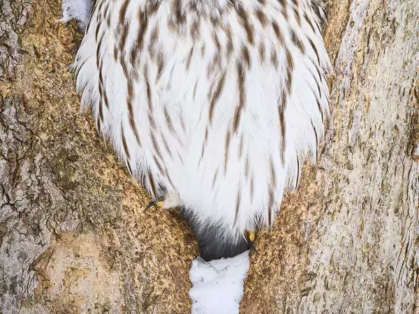 木の洞にいたエゾフクロウ　その表情に「なんてかわいい」「福が訪れそう」