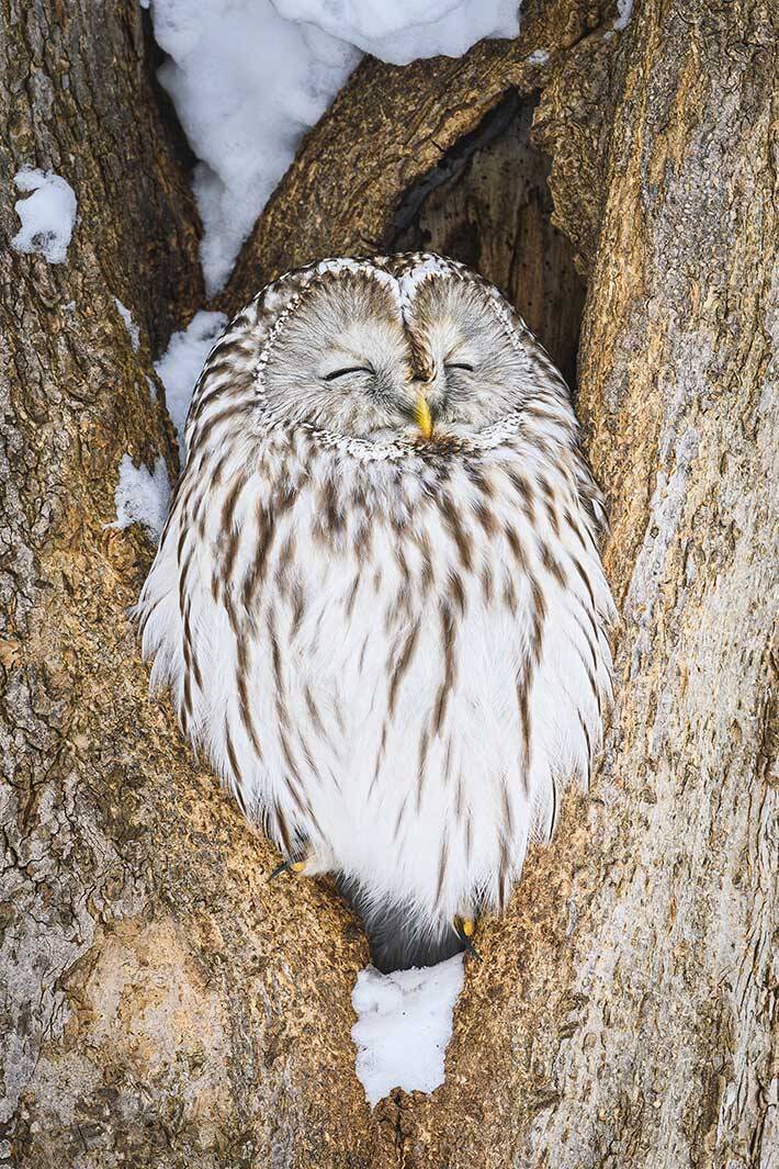 木の洞にいたエゾフクロウ　その表情に「なんてかわいい」「福が訪れそう」