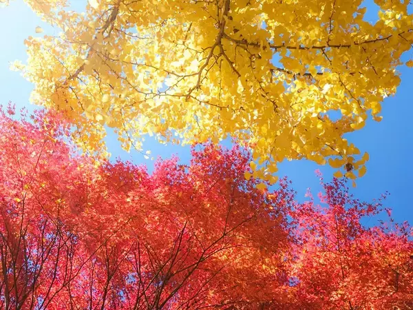 写真家の1枚に『15万人』が感動　「秋ってこんなに綺麗なのか」「心が浄化された」