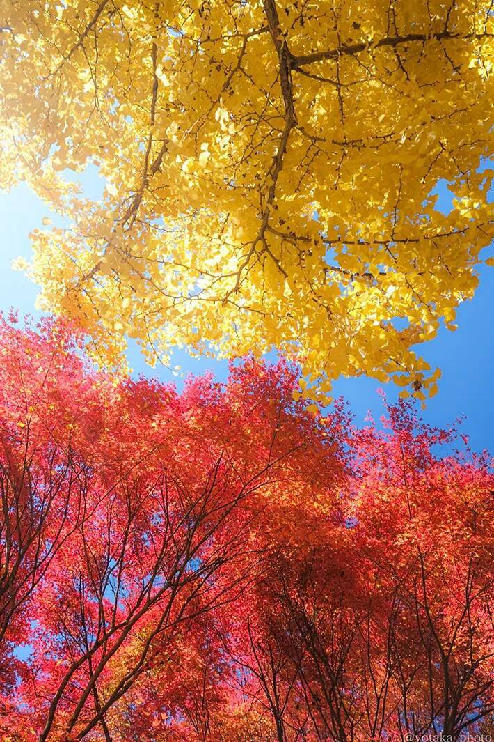 写真家の1枚に『15万人』が感動　「秋ってこんなに綺麗なのか」「心が浄化された」