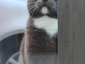 窓越しに飼い主を監視？　猫の表情『3連発』に「笑いが止まらない」「どれも完ぺき」