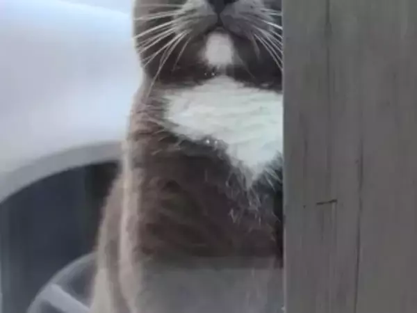 窓越しに飼い主を監視？　猫の表情『3連発』に「笑いが止まらない」「どれも完ぺき」