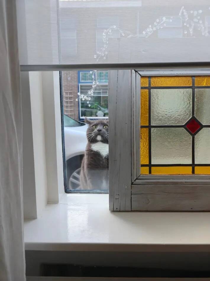 窓越しに飼い主を監視？　猫の表情『3連発』に「笑いが止まらない」「どれも完ぺき」