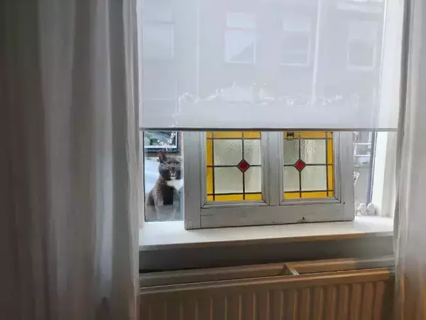 「窓越しに飼い主を監視？　猫の表情『3連発』に「笑いが止まらない」「どれも完ぺき」」の画像