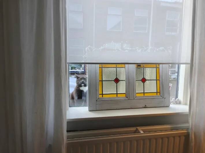 窓越しに飼い主を監視？　猫の表情『3連発』に「笑いが止まらない」「どれも完ぺき」