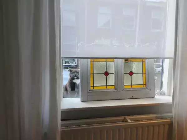 「窓越しに飼い主を監視？　猫の表情『3連発』に「笑いが止まらない」「どれも完ぺき」」の画像