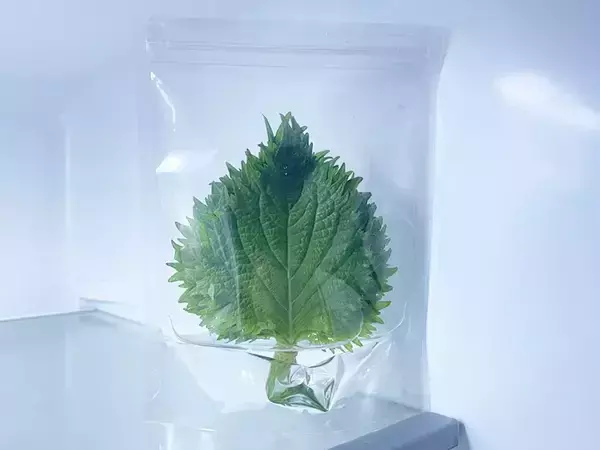 「「大葉、またシナシナにしちゃった」←解決してくれる100均アイテムが？【野菜の保存術】」の画像