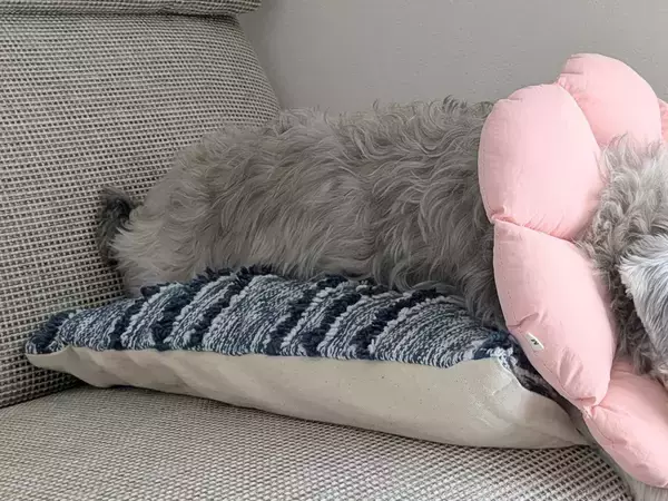 「ノビ〜ってした次の瞬間に眠った」　愛犬の意外すぎる行動に悶絶！