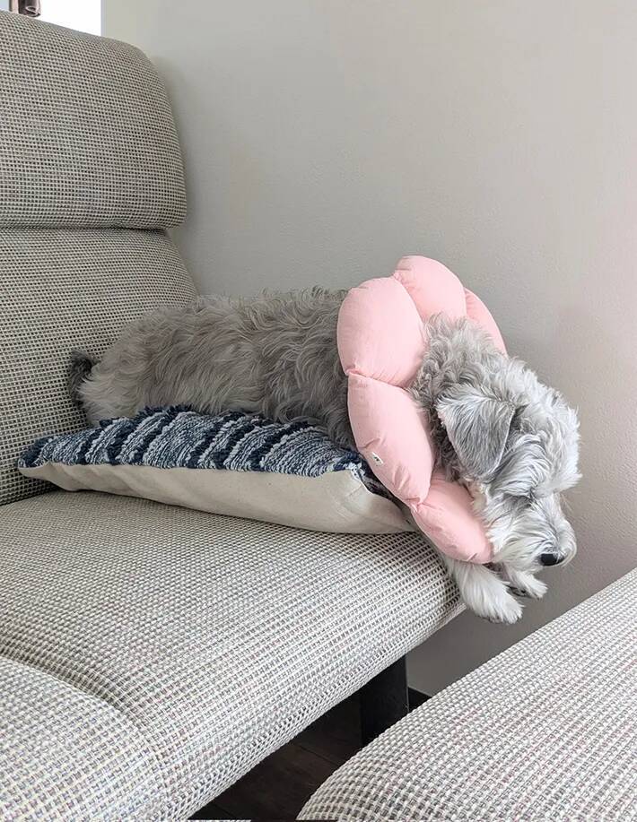 「ノビ〜ってした次の瞬間に眠った」　愛犬の意外すぎる行動に悶絶！