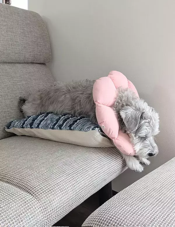 「「ノビ〜ってした次の瞬間に眠った」　愛犬の意外すぎる行動に悶絶！」の画像