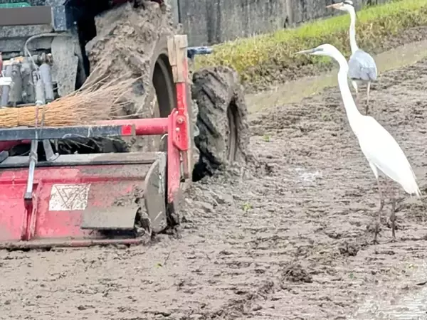 『サギ集団』に包囲されたトラクター　理由に「知らなかった！」「田植えあるある」