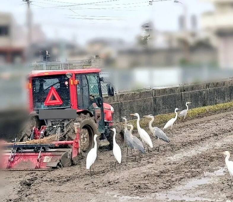 『サギ集団』に包囲されたトラクター　理由に「知らなかった！」「田植えあるある」