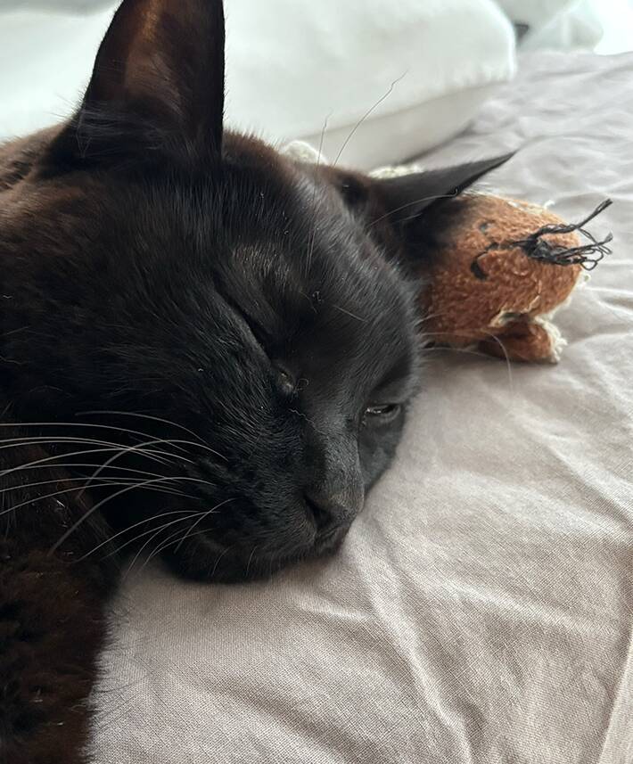 【8万いいね】愛猫を部屋に閉じ込めてしまった！　飼い主が気づいて扉を開けると…？