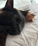 「【8万いいね】愛猫を部屋に閉じ込めてしまった！　飼い主が気づいて扉を開けると…？」の画像7