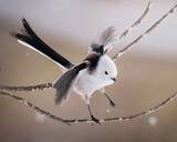 「北海道で撮影された『雪の妖精』シマエナガ　写真家が「こんなの初めて」と言った姿がこちら」の画像2