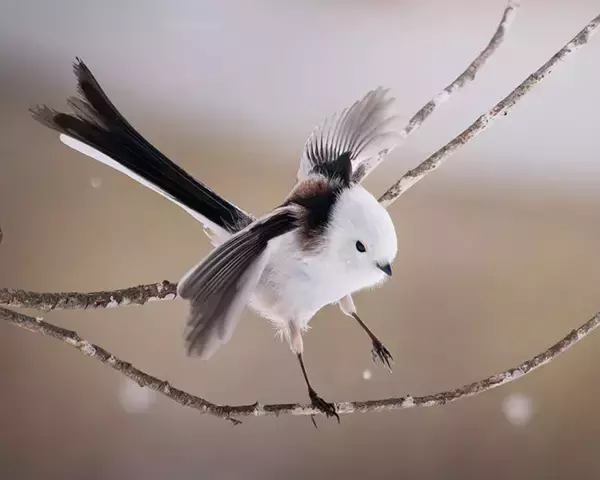 「北海道で撮影された『雪の妖精』シマエナガ　写真家が「こんなの初めて」と言った姿がこちら」の画像