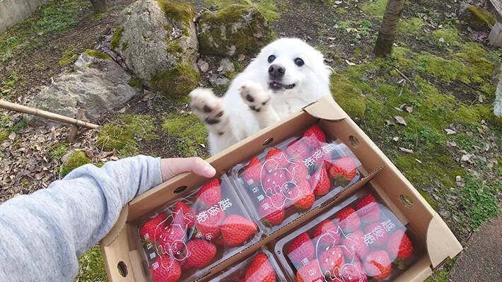 「今日のおやつはイチゴ」と伝えた結果？　犬の反応に「意思表示がちゃんとできてる」「可愛すぎ」