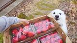 「「今日のおやつはイチゴ」と伝えた結果？　犬の反応に「意思表示がちゃんとできてる」「可愛すぎ」」の画像3
