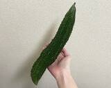 「ゴーヤに『味ぽん』をかけて　2時間後に「箸が止まらない」「ご飯に合いそう」」の画像2