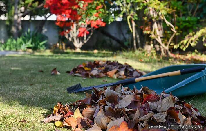 隣家から伸びてきた枝、もう我慢しなくていい？　弁護士が教える合法的に切るための3ステップ