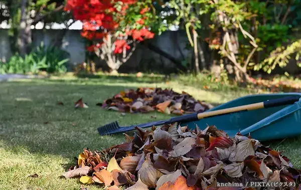 「隣家から伸びてきた枝、もう我慢しなくていい？　弁護士が教える合法的に切るための3ステップ」の画像