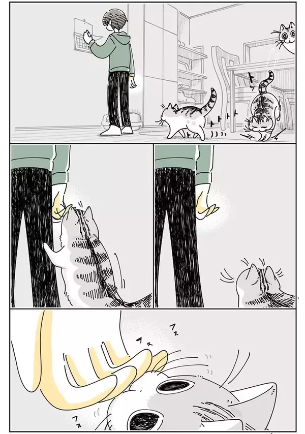 「噛んできそうで噛んでこない…　飼い主と猫の微笑ましい風景描いた漫画に『8万いいね』」の画像