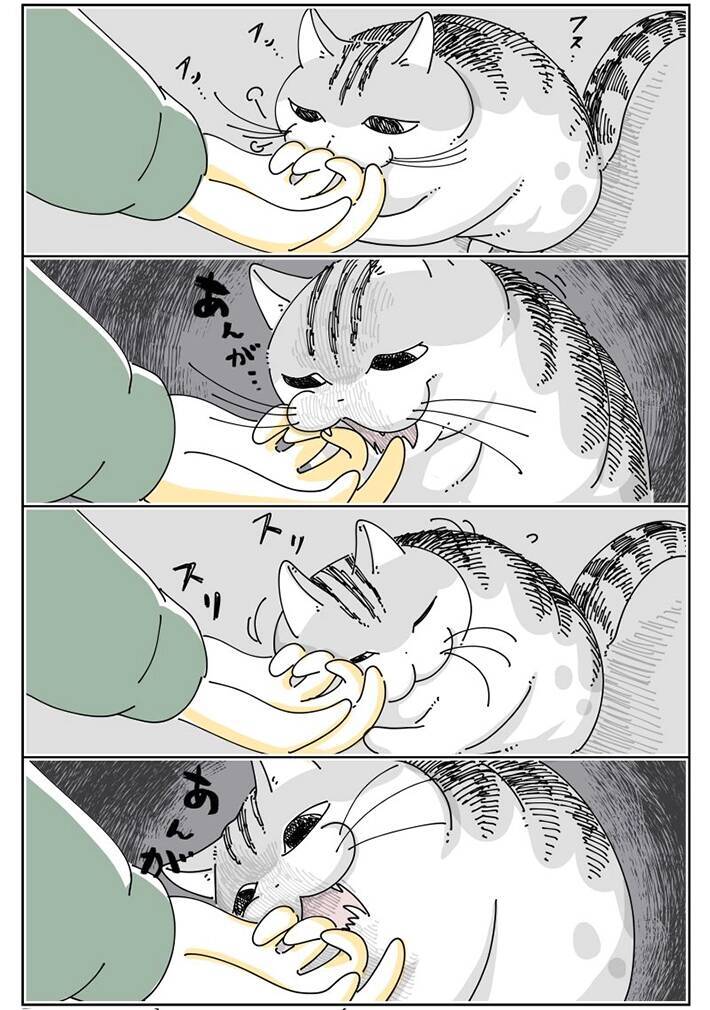 噛んできそうで噛んでこない…　飼い主と猫の微笑ましい風景描いた漫画に『8万いいね』