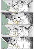 「噛んできそうで噛んでこない…　飼い主と猫の微笑ましい風景描いた漫画に『8万いいね』」の画像3