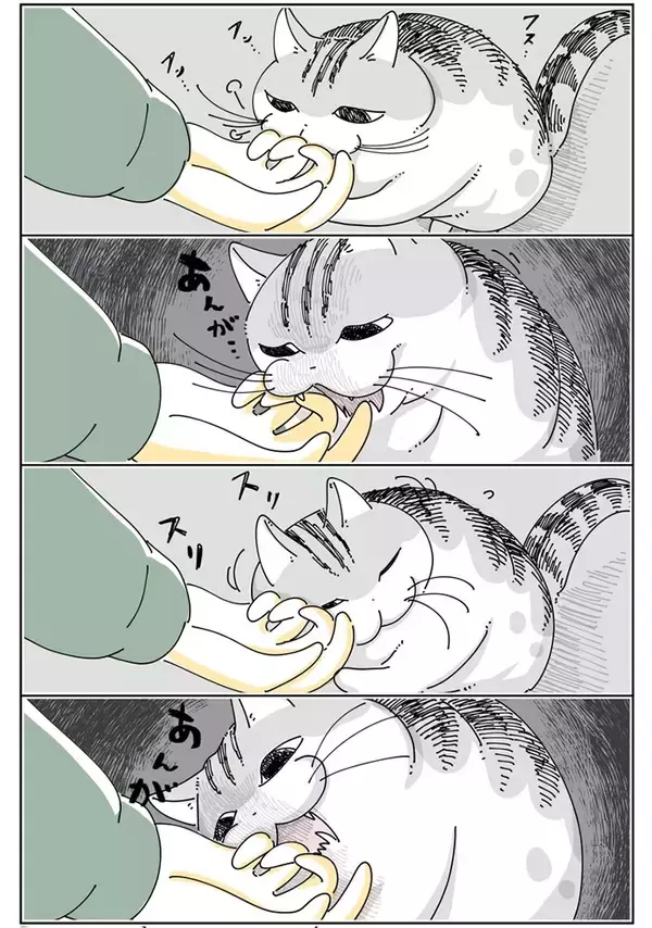 「噛んできそうで噛んでこない…　飼い主と猫の微笑ましい風景描いた漫画に『8万いいね』」の画像