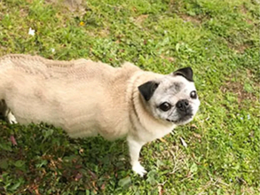 パノラマ撮影中、左端からついてきた犬　記録された姿に「伝説の妖怪か」「完全にバグってる」