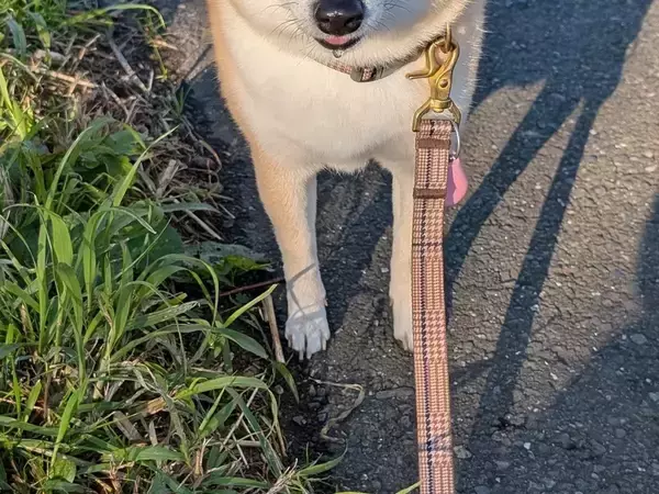 散歩が大嫌いな柴犬、開始10分で『この顔』　写真に「吹き出した」「出し切った感がある」