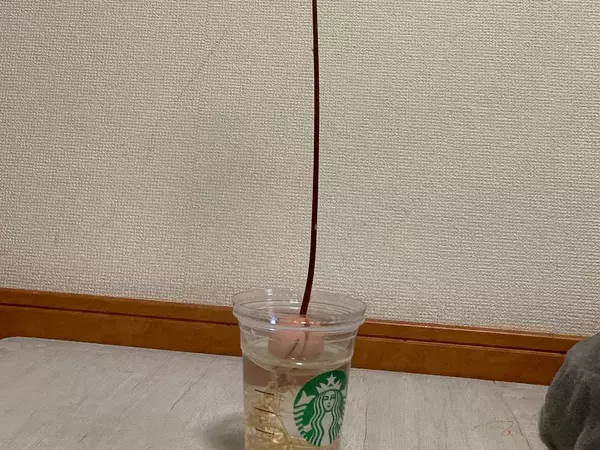 「なんか思ってたのと違う」　2か月放置したアボカドの種が『異様な姿』に！？