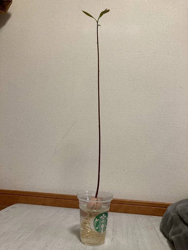 「なんか思ってたのと違う」　2か月放置したアボカドの種が『異様な姿』に！？