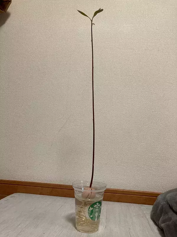 「「なんか思ってたのと違う」　2か月放置したアボカドの種が『異様な姿』に！？」の画像