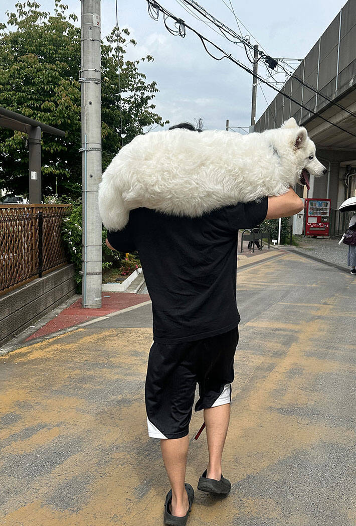 ニヤける人が続出！　散歩の帰りにサモエドが…「笑っちゃった」「二度見しそう」