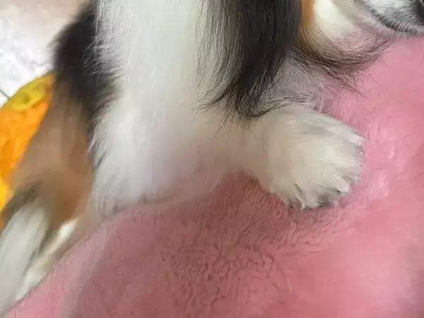 愛犬の寝顔、よく見ると…　思わず飼い主が撮った姿に「来世はこうなりたい」「毎日が幸せな証」