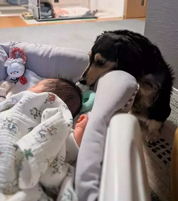 「ベッドの上で泣く赤ちゃん　駆けつけたのは？「賢いね」「愛情の深さがすごい」」の画像