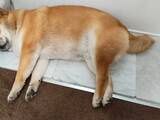 「注射から帰宅した柴犬　飼い主が「ごめんて」とつぶやいた『目つき』がこちら」の画像1