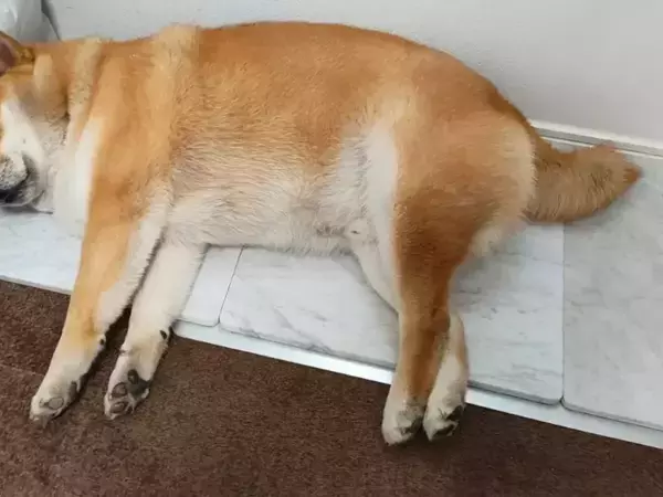 注射から帰宅した柴犬　飼い主が「ごめんて」とつぶやいた『目つき』がこちら