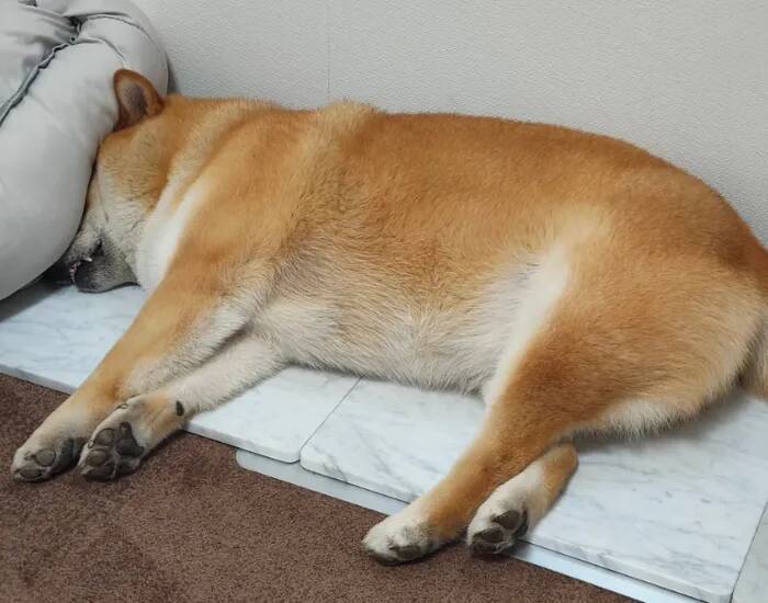 注射から帰宅した柴犬　飼い主が「ごめんて」とつぶやいた『目つき』がこちら