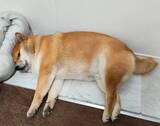 「注射から帰宅した柴犬　飼い主が「ごめんて」とつぶやいた『目つき』がこちら」の画像3