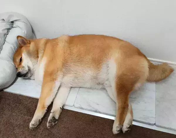 「注射から帰宅した柴犬　飼い主が「ごめんて」とつぶやいた『目つき』がこちら」の画像