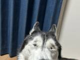 「飼い主「目、どうなってんの？」　ハスキーの『奇跡の瞬間』に6万人が爆笑」の画像1