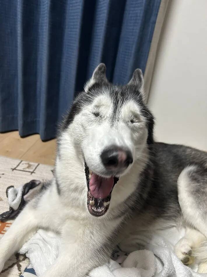 飼い主「目、どうなってんの？」　ハスキーの『奇跡の瞬間』に6万人が爆笑