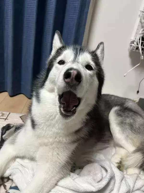 「飼い主「目、どうなってんの？」　ハスキーの『奇跡の瞬間』に6万人が爆笑」の画像